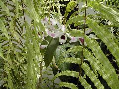 br132_orchids_3